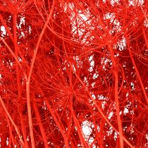 Artikel Doldenblütler Trockenblumen Umbellifera Rot 70cm 150g