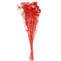 Artikel Doldenblütler Trockenblumen Umbellifera