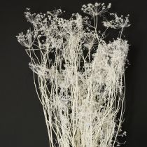 Artikel Doldenblütler Trockenblumen Umbellifera Weiß 70-80cm 150g