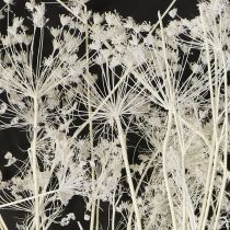Artikel Doldenblütler Trockenblumen Umbellifera Weiß 70-80cm 150g