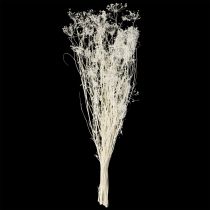 Artikel Doldenblütler Trockenblumen Umbellifera