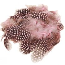 Artikel Echte Perlhuhnfedern Federn Rosa mit Punkten 4-12cm 100 St