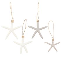 Artikel Echte Seesterne Deko maritim Hänger Grau Weiß 10-14cm 4St