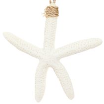 Artikel Echte Seesterne Deko maritim Hänger Grau Weiß 10-14cm 4St