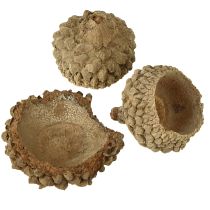 Artikel Eichelkappen Natur Deko Eicheln zum Basteln 1,5cm 200g
