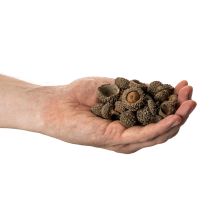 Artikel Eichelkappen natur 2cm braun 300g Dekoration Herbst Advent