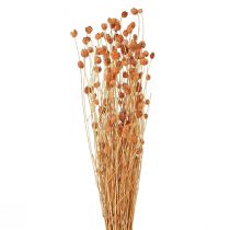 Artikel Erdbeerdistel Trockenblumen Distel Deko Terracotta 68cm 100g