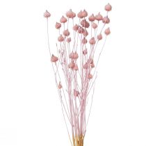 Artikel Erdbeerdistel Trockendistel Distel Deko Hellrosa 58cm 100g