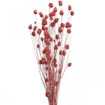 Trockenblumen Trockendistel Erdbeerdistel Hellrosa 100g