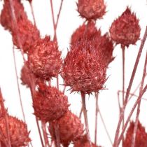 Trockenblumen Trockendistel Erdbeerdistel Hellrosa 100g