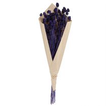 Artikel Erdbeerdisteln getrocknet Violett 44-58cm 100g Dekoration