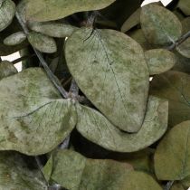 Artikel Eukalyptus konserviert Grün 75cm Deko-Zweige 150g