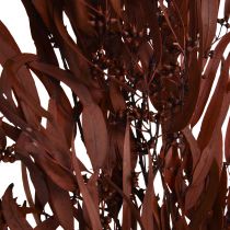 Eukalyptus Konserviert Eukalyptuszweige Rot, Braun 56cm 135g
