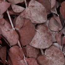 Artikel Eukalyptuszweige konserviert Rot 75cm Trockenblumen 150g