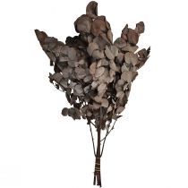 Artikel Eukalyptuszweige Eukalyptus Konserviert Rot L49cm 120g