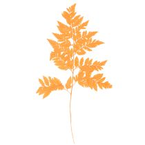 Artikel Farnzweige getrocknet konserviert Orange 42 cm 10 Stück für Floristik und Herbstdekoration