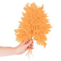 Artikel Farnzweige getrocknet konserviert Orange 42 cm 10 Stück für Floristik und Herbstdekoration