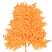Artikel Farnzweige getrocknet konserviert Orange 42 cm 10 Stück für Floristik und Herbstdekoration