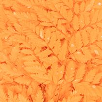 Artikel Farnzweige getrocknet konserviert Orange 42 cm 10 Stück für Floristik und Herbstdekoration