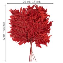 Artikel Farnzweige konserviert gefärbt rot 42cm 10 Stück für Herbstdeko