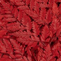 Artikel Farnzweige konserviert gefärbt rot 42cm 10 Stück für Herbstdeko