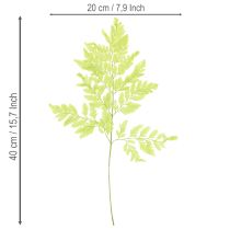 Artikel Farn konserviert Edles Naturmaterial für langlebige Dekorationsprojekte 40cm 10St
