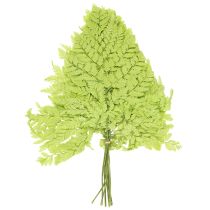 Artikel Konservierter Farn 40cm Grün 10 Stück für Dekoration
