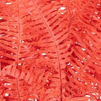 Artikel Konservierter Farn Rot 60 cm 10 Stück für Trockenblumen-Deko