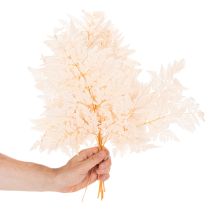 Artikel Trockendeko Farn Naturmaterial Rosa 42cm 10 Stück für Innenbereich