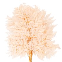 Artikel Trockendeko Farn Naturmaterial Rosa 42cm 10 Stück für Innenbereich