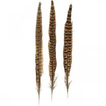 Fasanenfedern Echte Federn zum Basteln Osterdeko 25-27cm 24St