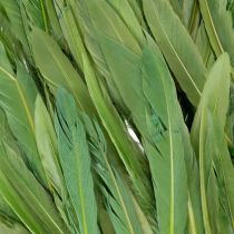 Artikel Grüne Vogelfedern 10 cm für Dekorationen