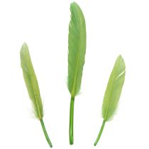 Artikel Grüne Vogelfedern 10 cm für Dekorationen