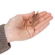 Artikel Natürliche Fasanenfedern 5 cm Braun-Beige 3 g für Bastelarbeiten und Dekorationen