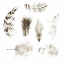 Federn Natur 5,5 - 10cm 10g