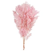 Artikel Rosa Federspargel Asparagus Trockendeko 55-70cm