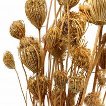 Artikel Trockenblumen Fenchel Natur 100g