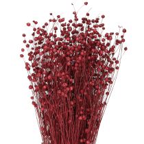 Artikel Flachs Bordeaux Rot Trockendeko Trockenblumen L55cm 80g