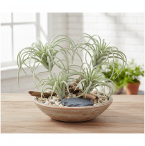 Artikel Künstliche Tillandsia aus Kunststoff mit Metallpick, 13 cm, Grün