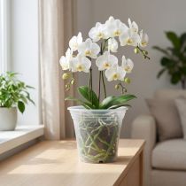 Artikel Plastiktopf „Irys“ Transparent Ø17cm Kunststoff Blumentopf
