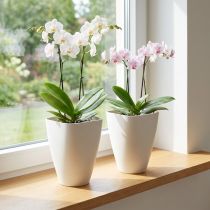 Artikel Orchideentopf Kunststoff Weiß 16,5 cm 2er Set