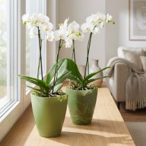 Artikel Orchideentopf Kunststoff Grün H16,5cm 2er-Set