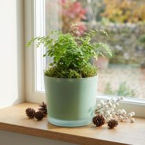 Artikel Glas Blumentopf Grün Ø14,5cm H12,5cm für Zimmerpflanzen
