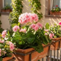 Artikel Geranienbusch künstlich Rosa-Weiß mit Metallstiel H38cm 7 Blüten