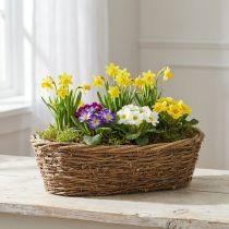 Artikel Pflanzschale Rebe Oval 40x19x11,5cm Natur mit Folie