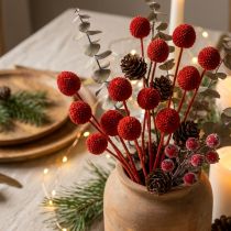 Artikel Trockenblumen Craspedia Rot 55cm 20 Stiele für Wohn- und Tischdekoration