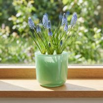 Artikel Glastopf aus Glas Ø7,8cm H8cm Mintgrün für Dekoration