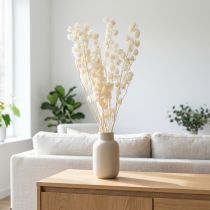 Artikel Trockenblume Lampionblume gebleicht 75–80 cm Creme 100 g