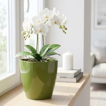 Artikel Orchideentopf aus Kunststoff glänzend Olivgrün Ø12,5cm