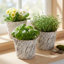 Artikel Pflanzentopf aus Birkenrinde weiß 12 cm 4er-Set